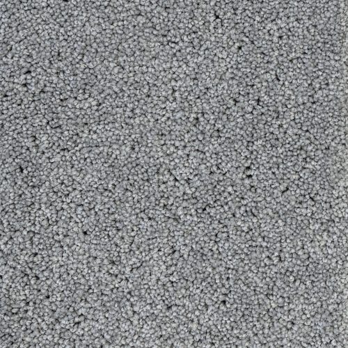 Elanus Grey
