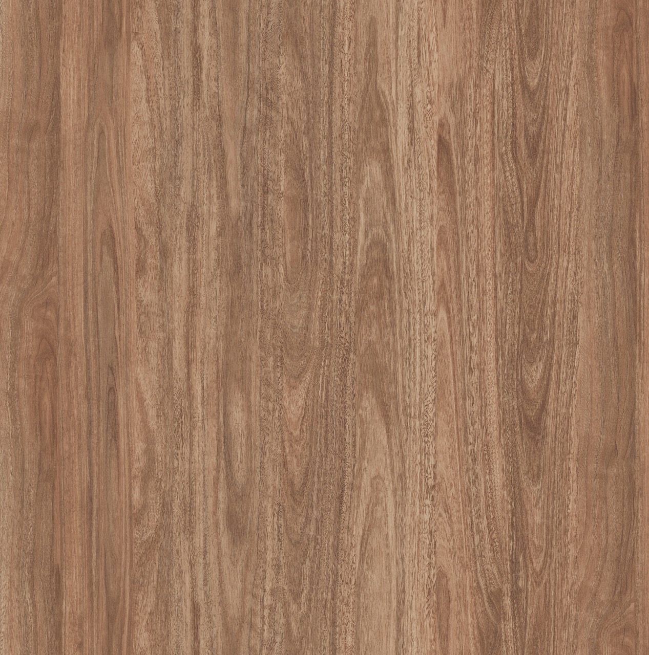 Mountain Dll1509 Tallow Wood Large