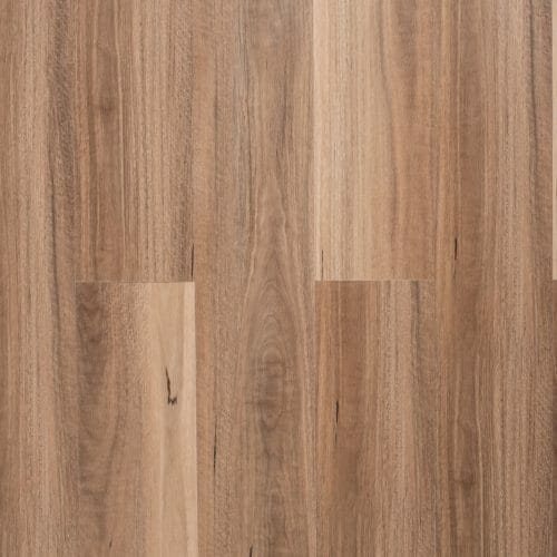 Spotted gum