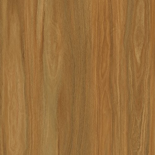 Spotted gum