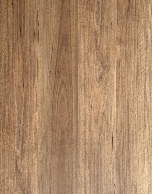 Alpine Tallowwood Medium