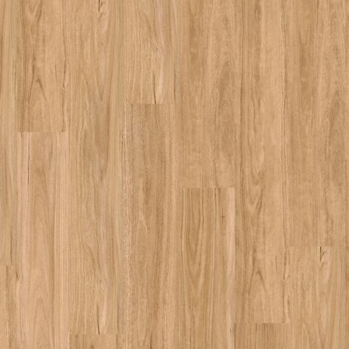 Coastal Spotted Gum