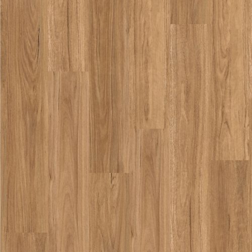 Northern Spotted Gum