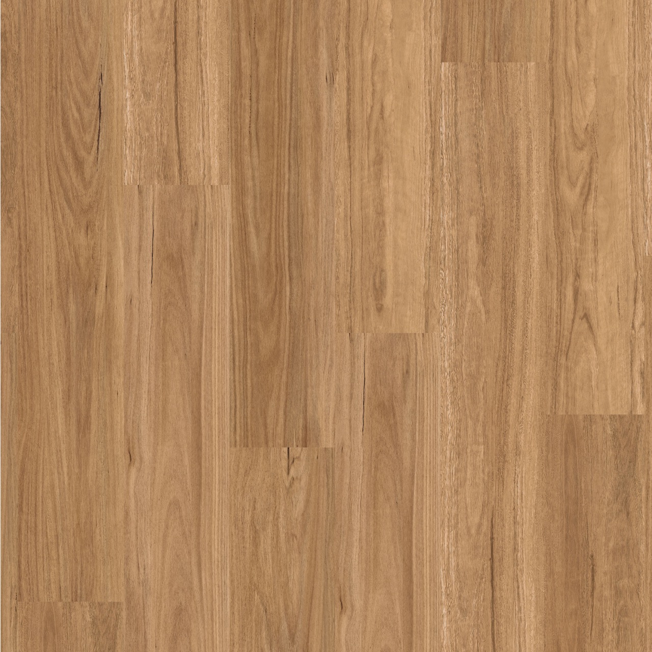 Skyline Northern Spotted Gum Large