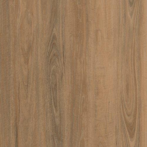 Bright Spotted Gum