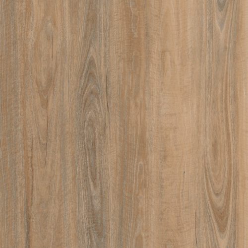 Silk Spotted Gum