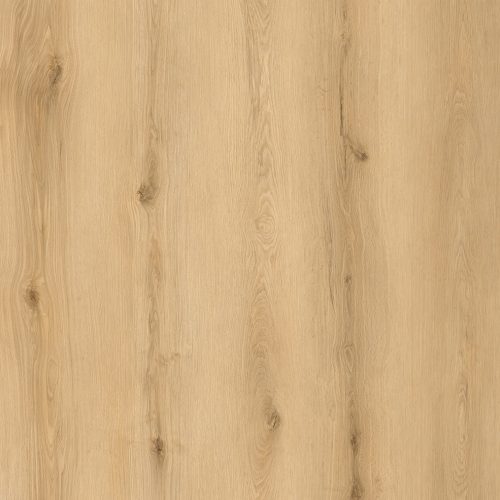 Sunset Birch