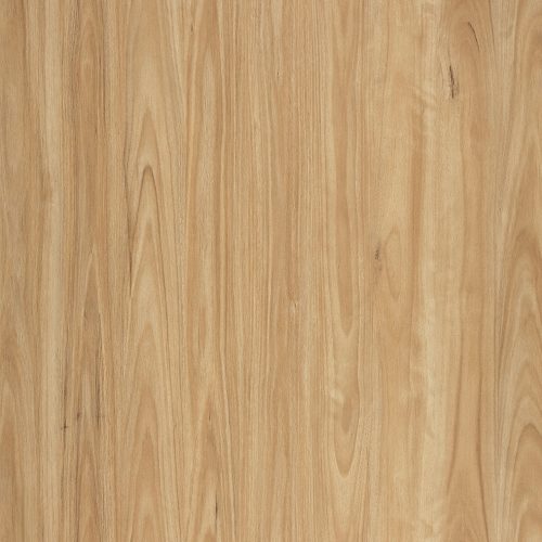 Alpine Blackbutt