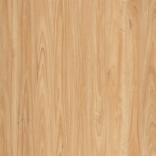 Eastern Blackbutt