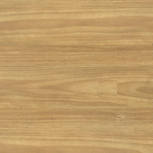 Eastern Blackbutt