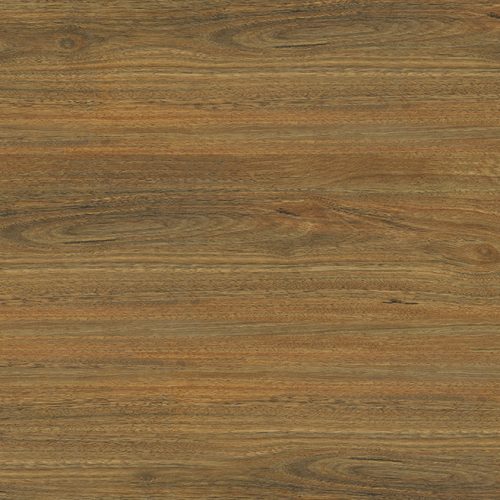 Spotted gum