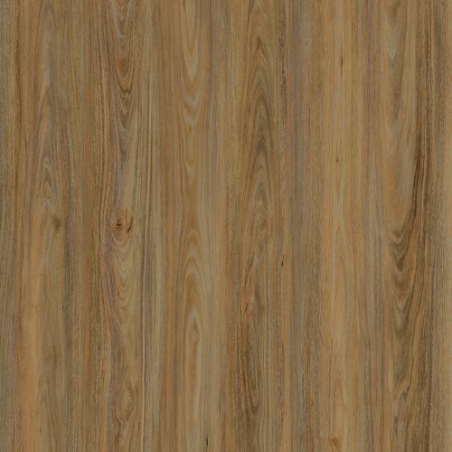 Spotted gum