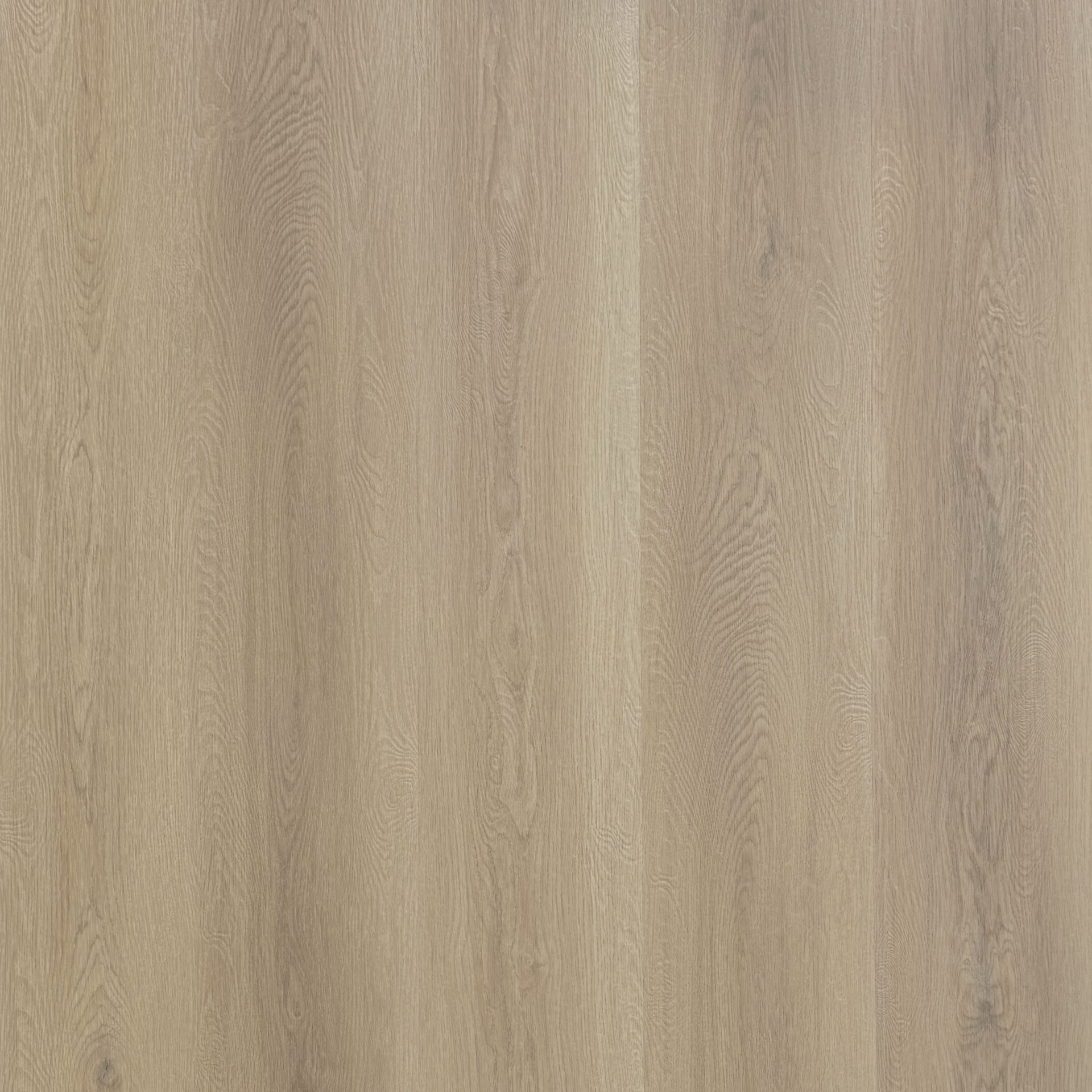 Highland Elm