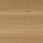 Australian Hybrid Col. Blackbutt