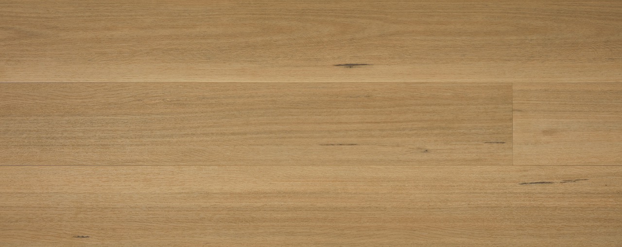 Australian Hybrid Col. Blackbutt