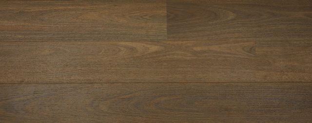Australian Hybrid Col. Northern Spotted Gum