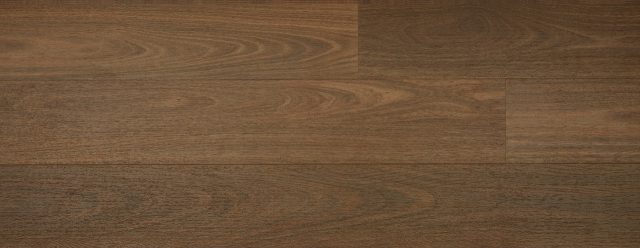 Australian Hybrid Col. Southern Spotted Gum