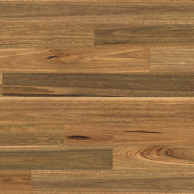 Australian Native Col. Spotted Gum