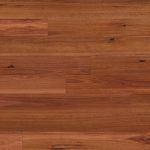 Australian Native Col. Sydney Blue Gum