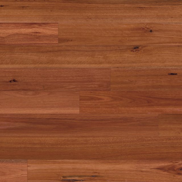 Australian Native Col. Sydney Blue Gum