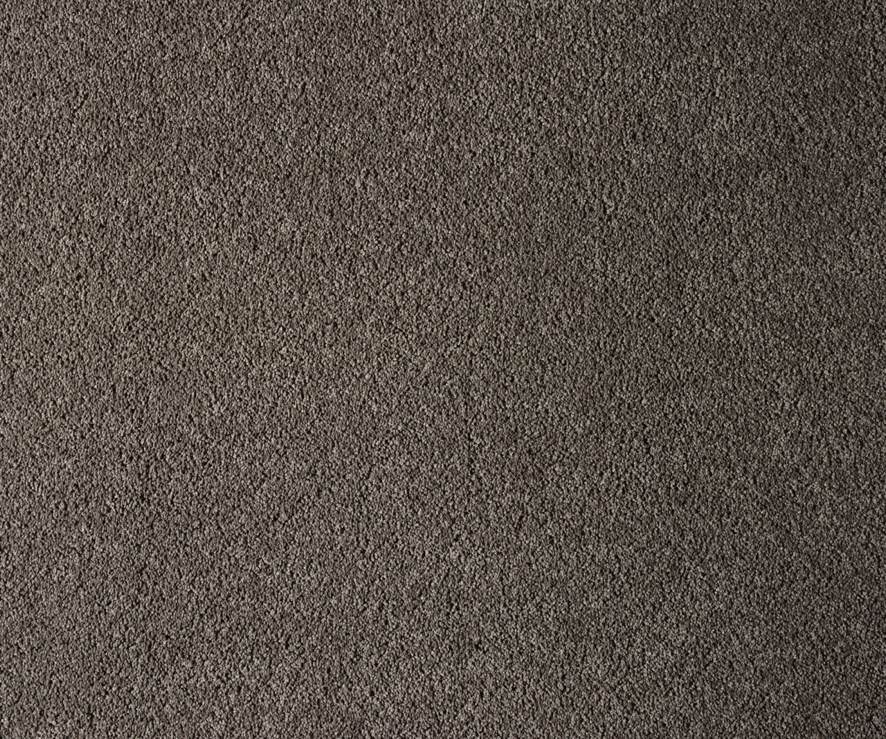 Coastal Maine Bonsai Tree Large