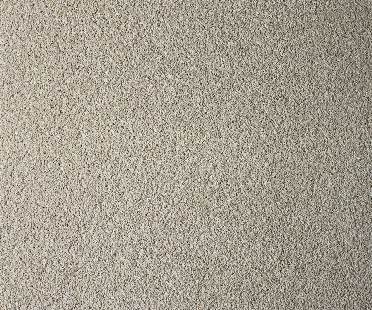 Coastal Maine Pinefield Large