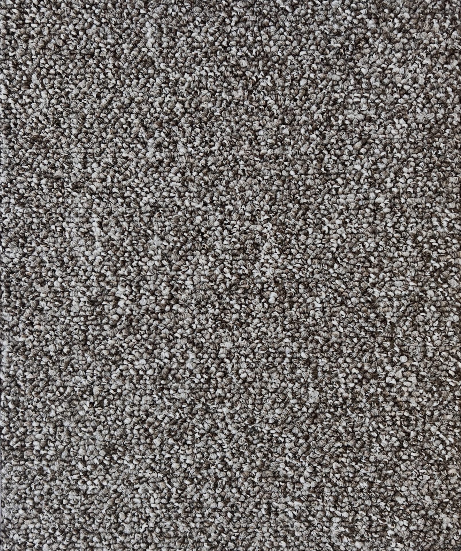 Encoutner Col. Shorebird