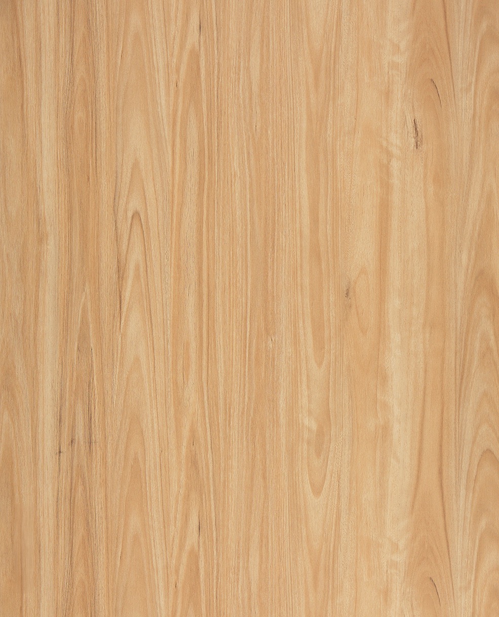 Legacy1200 545 Eastern Blackbutt Large