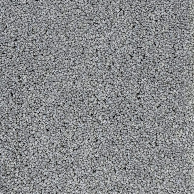 New Whimsical Elanus Grey