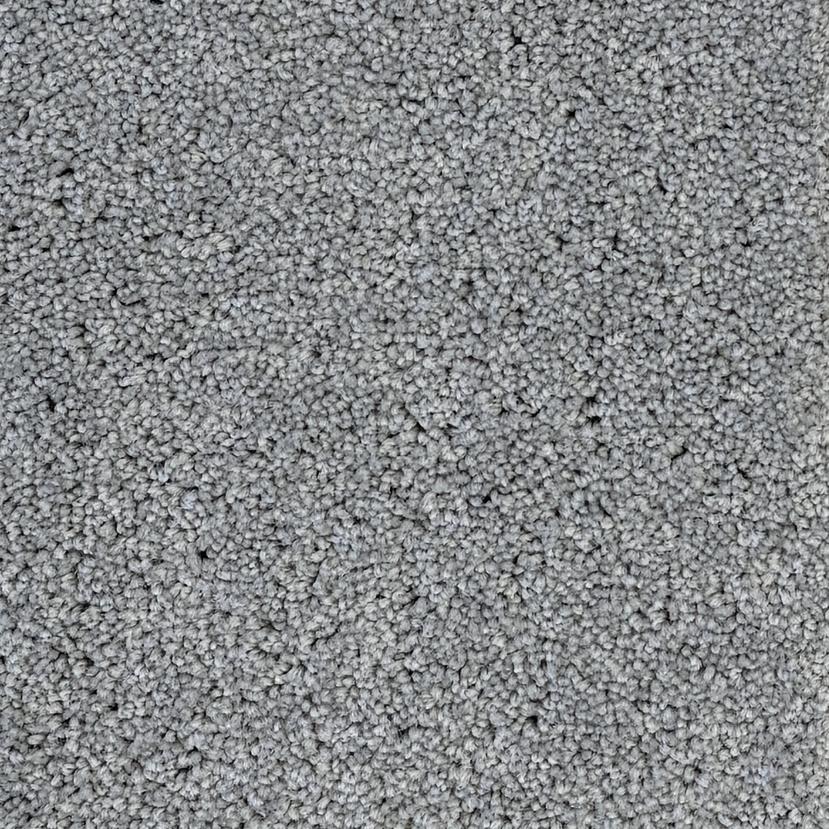 New Whimsical Elanus Grey