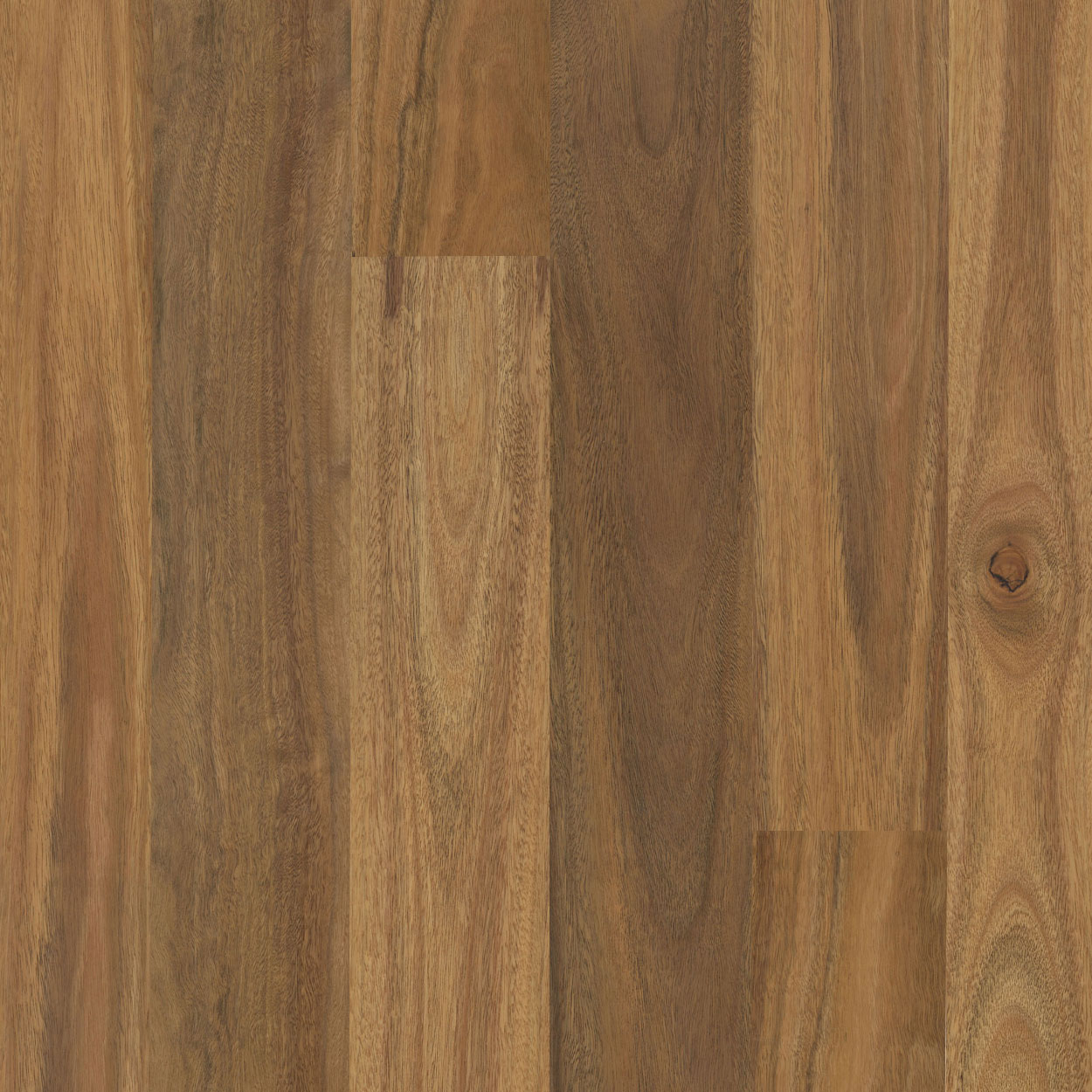 Pioneer Satin Spotted Gum Swatch 1250x1250