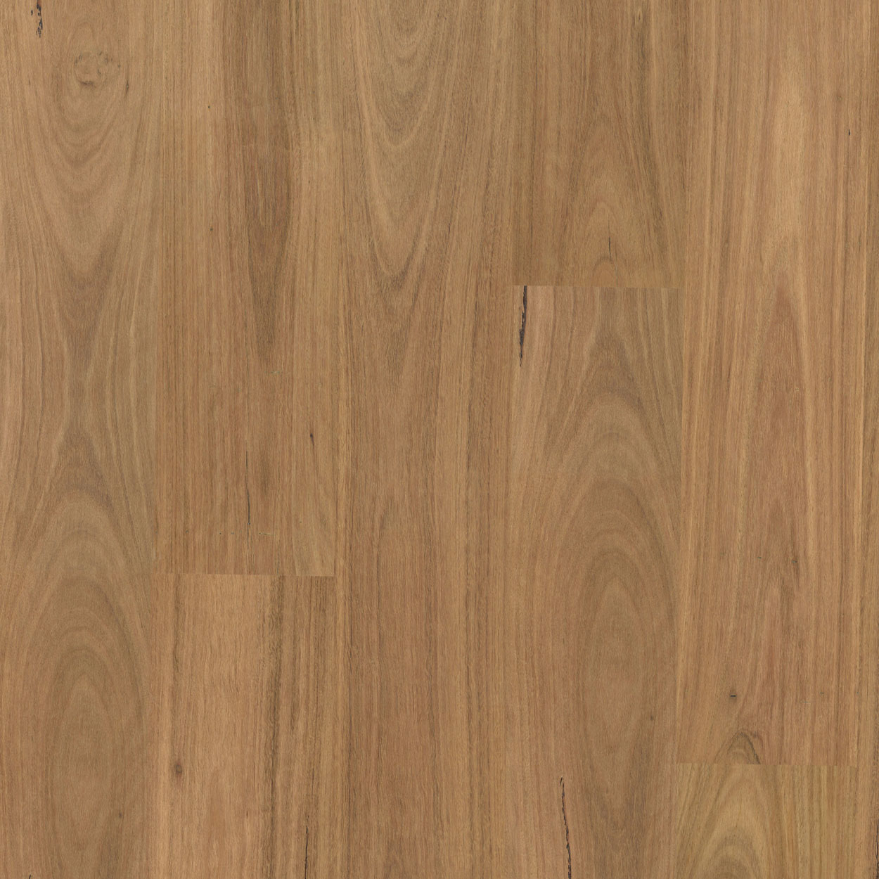 Pioneer Standard Spotted Gum Swatch