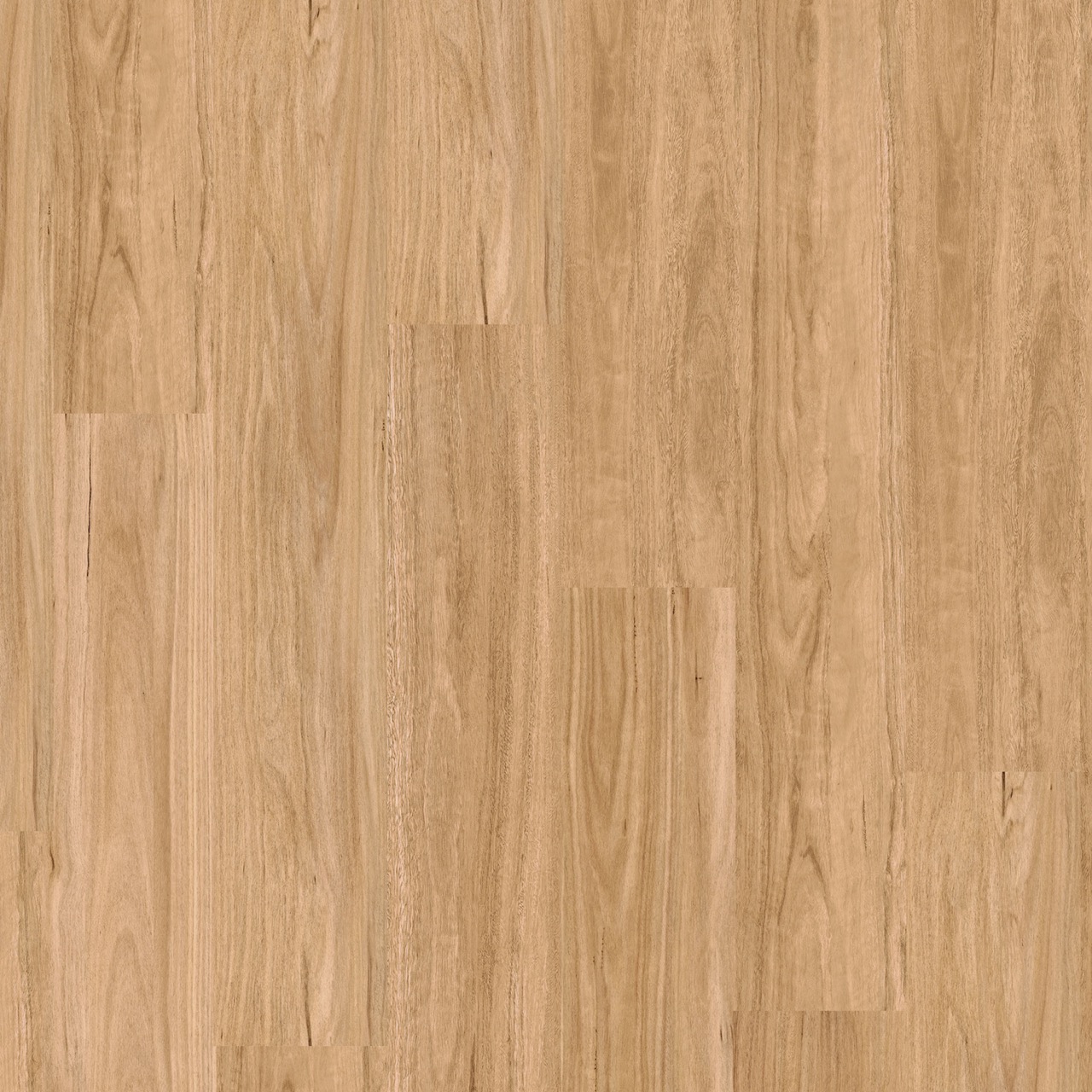 Skyline Costal Spotted Gum Large