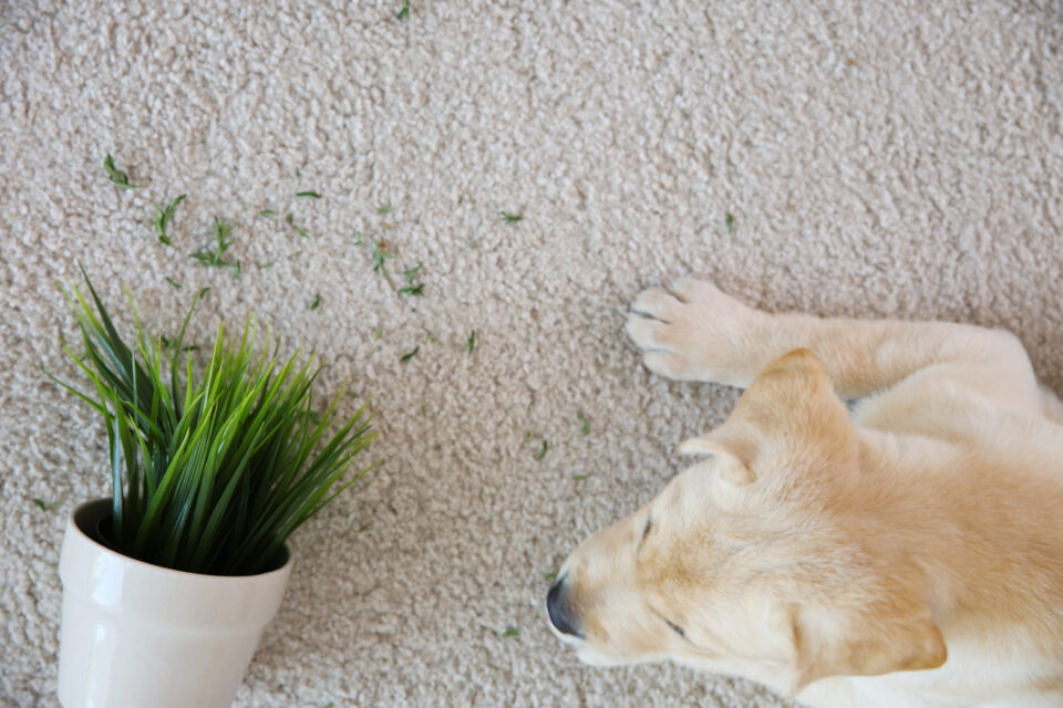 cute puppy chewed houseplant carpet scaled e1780448689448
